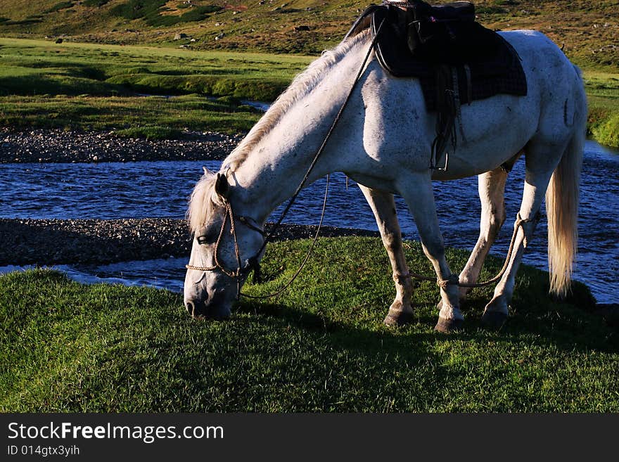 The  horse with the river of sinkiang. The  horse with the river of sinkiang