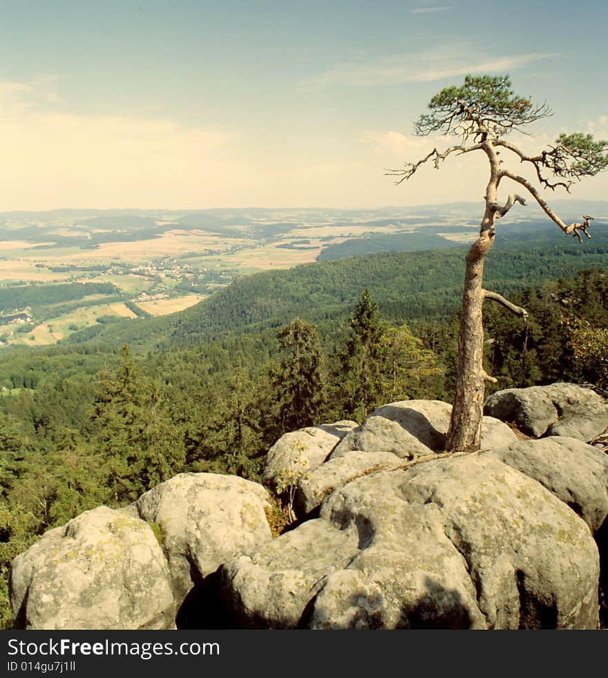 Alien tree at the top of mountain. Alien tree at the top of mountain