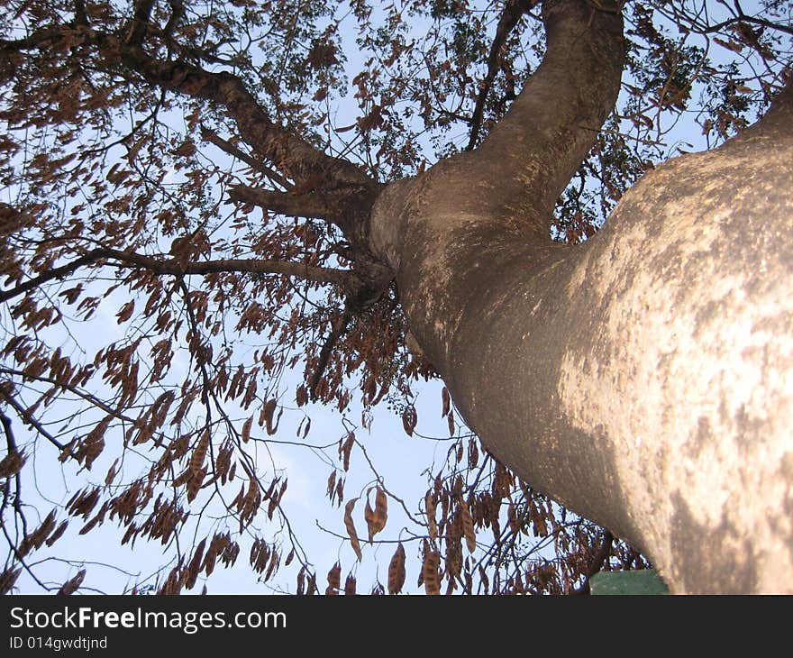 It's a  tree shot from below.  All it's leaves have withered. It's a  tree shot from below.  All it's leaves have withered