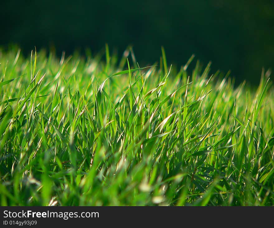 Grass in sunset under the tree