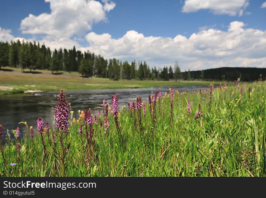 Elephant Head wildflowers (Pedicularis groenlandica) blooming along the Firehole River in Yellowstone National Park.