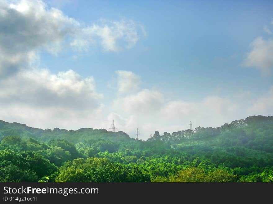 Growing tea sheet on plantations in mountain high