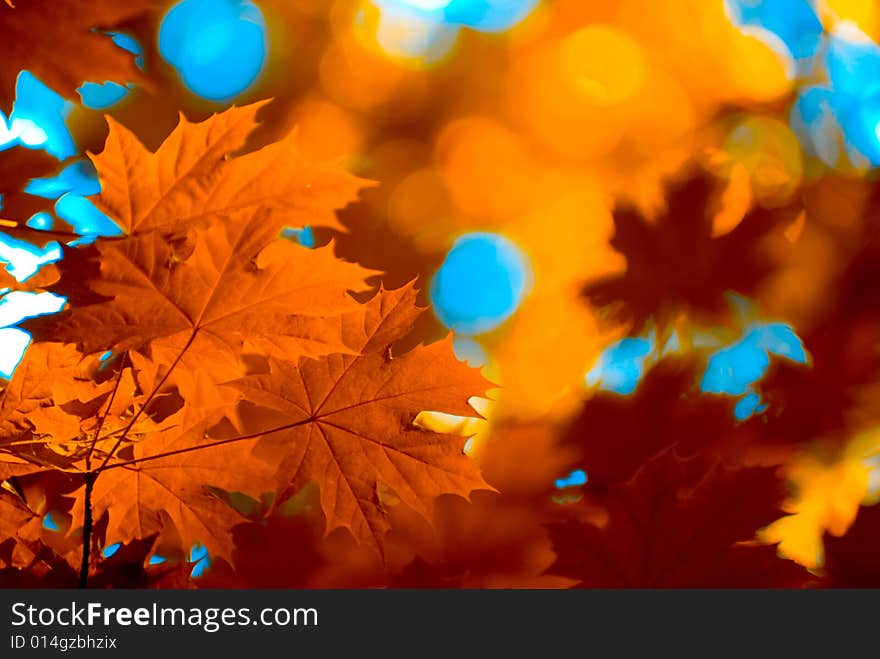 Autumn leaves background in sunny day