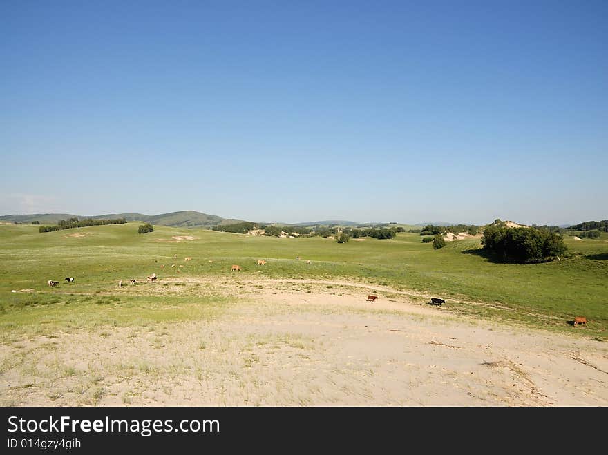 A field of green grass and blue sky. A field of green grass and blue sky