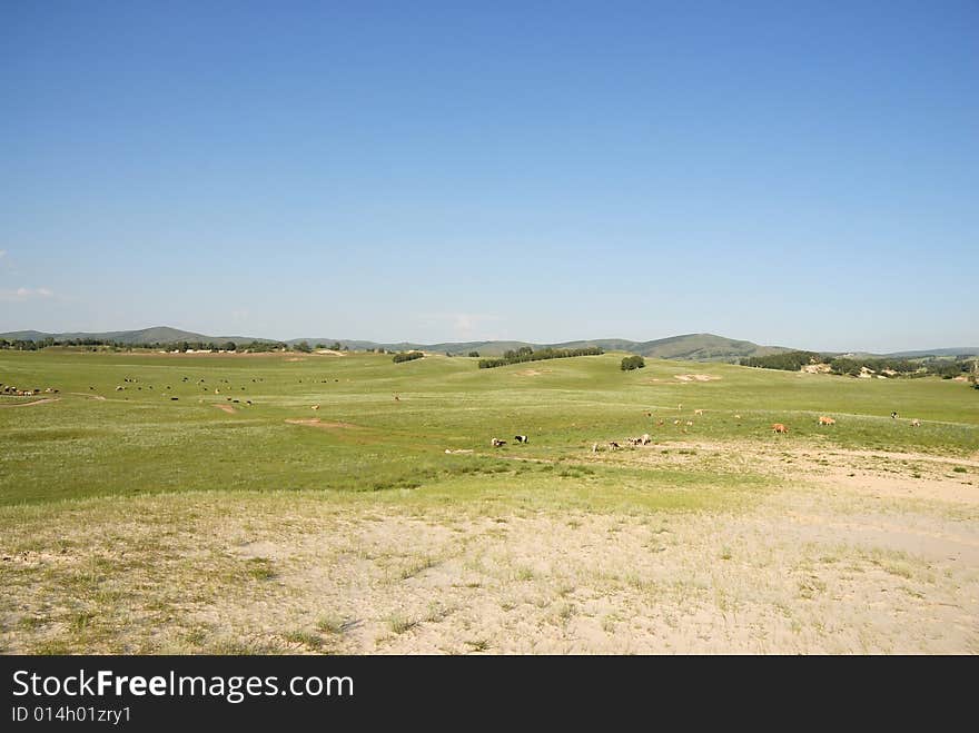 A field of green grass and blue sky. A field of green grass and blue sky