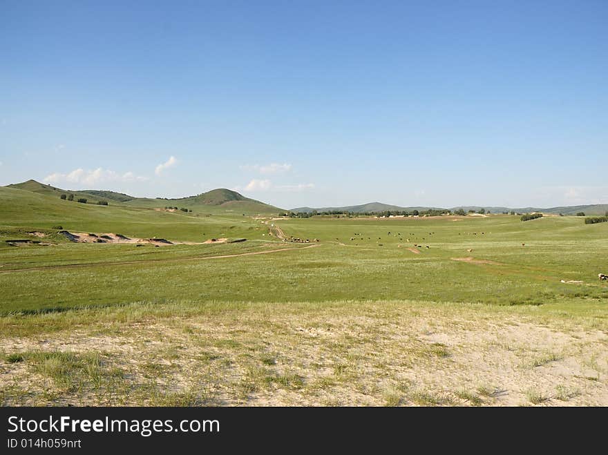 A field of green grass and blue sky. A field of green grass and blue sky