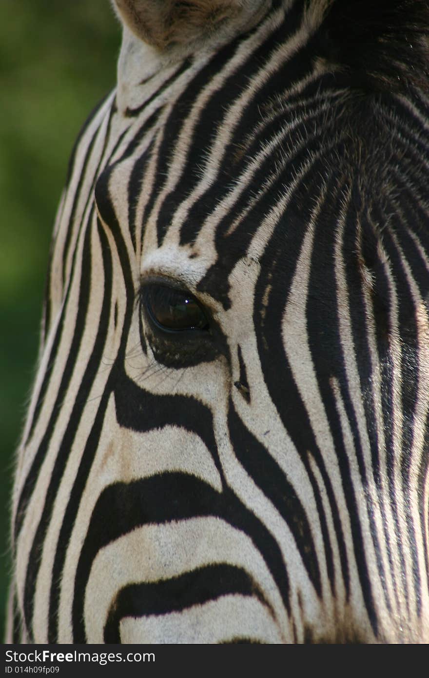 Zebra, equus, stripes, face, portrait, eye, closeup,. Zebra, equus, stripes, face, portrait, eye, closeup,