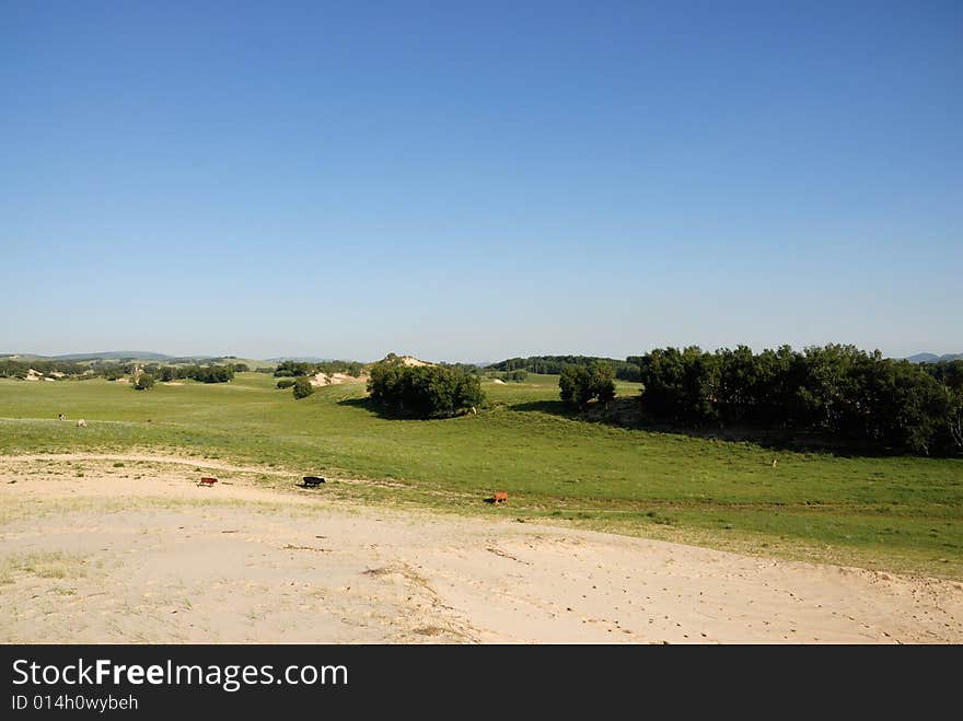 A field of green grass and blue sky. A field of green grass and blue sky