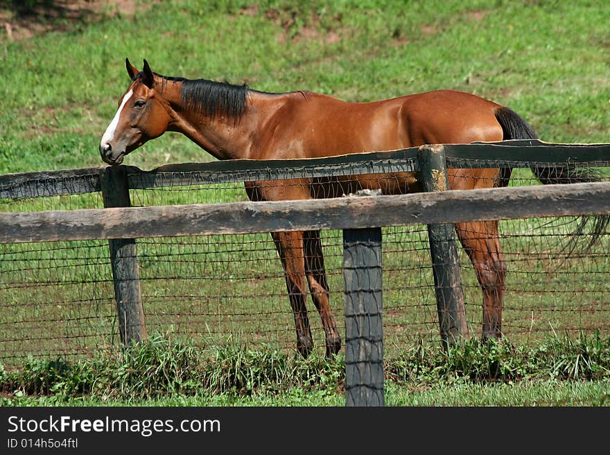 A Brown horse standing near a fence