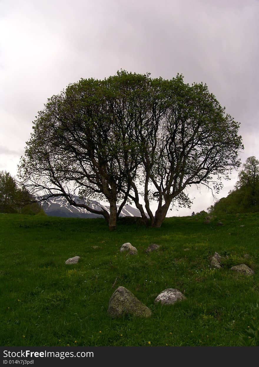 Trees against snow mountains in Arhyze (caucasus). Trees against snow mountains in Arhyze (caucasus)