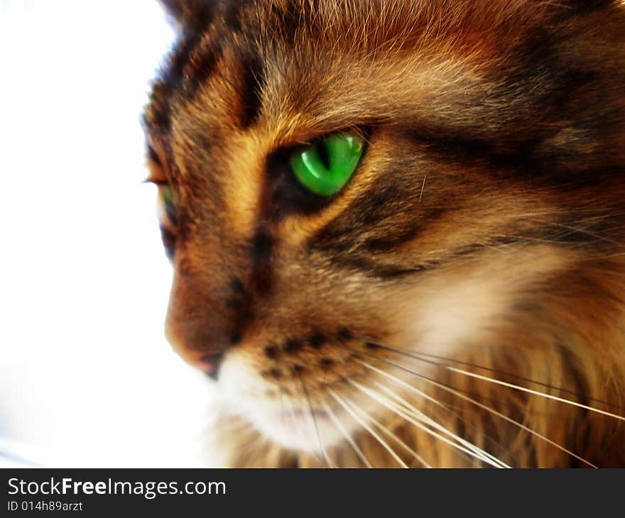 Cat with pensive green eyes