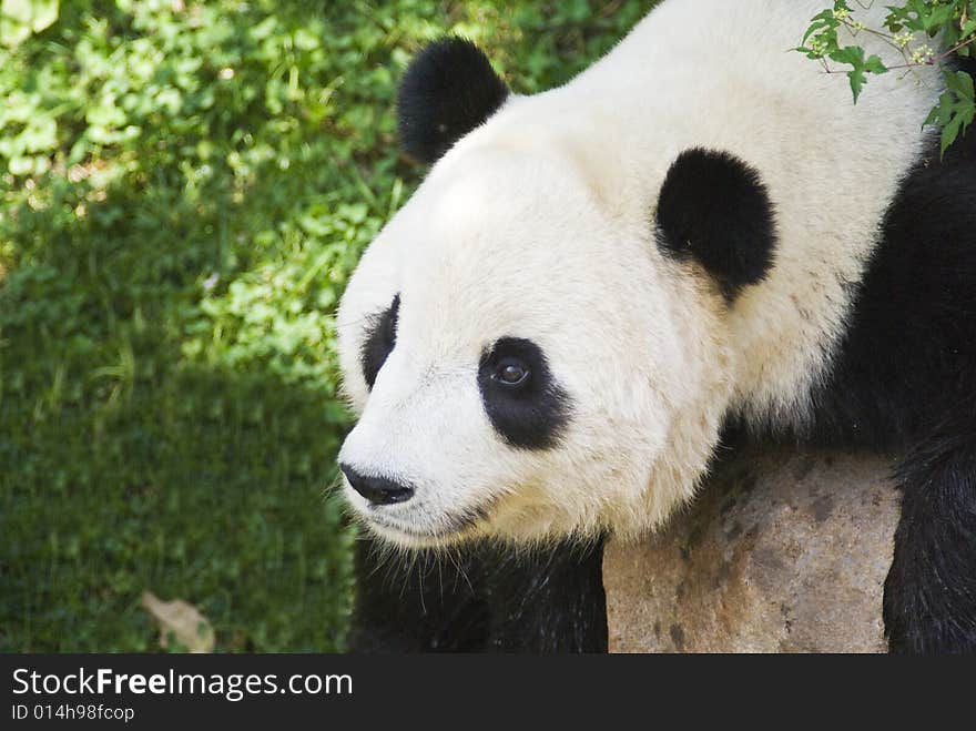 Panda cub captured lying on a big boulder.