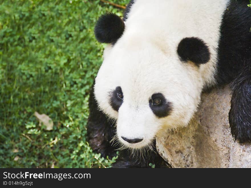 Panda cub captured lying on a big boulder.