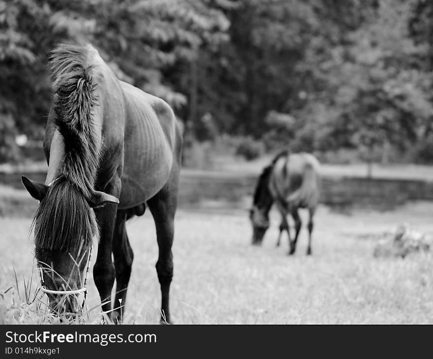 Lunch Time For The Horses