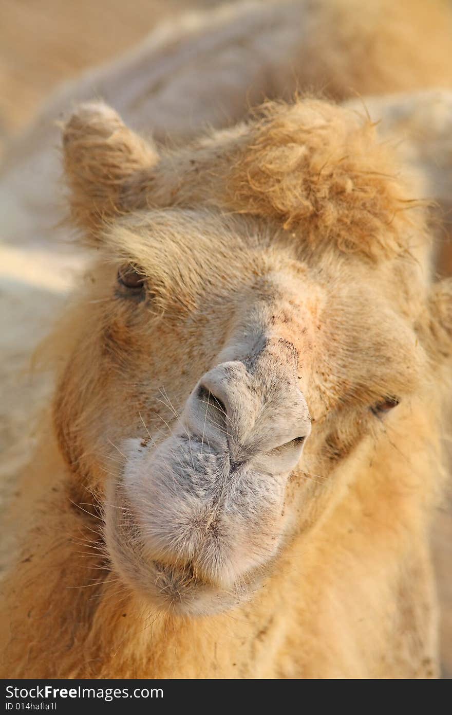 Close up of the camel's head.