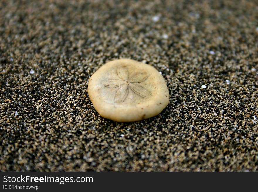 Close-up shot of a sand dollar on sand. Close-up shot of a sand dollar on sand.