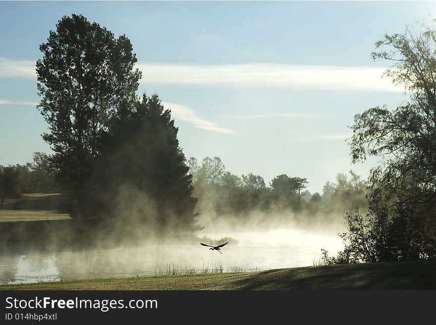 Morning Heron