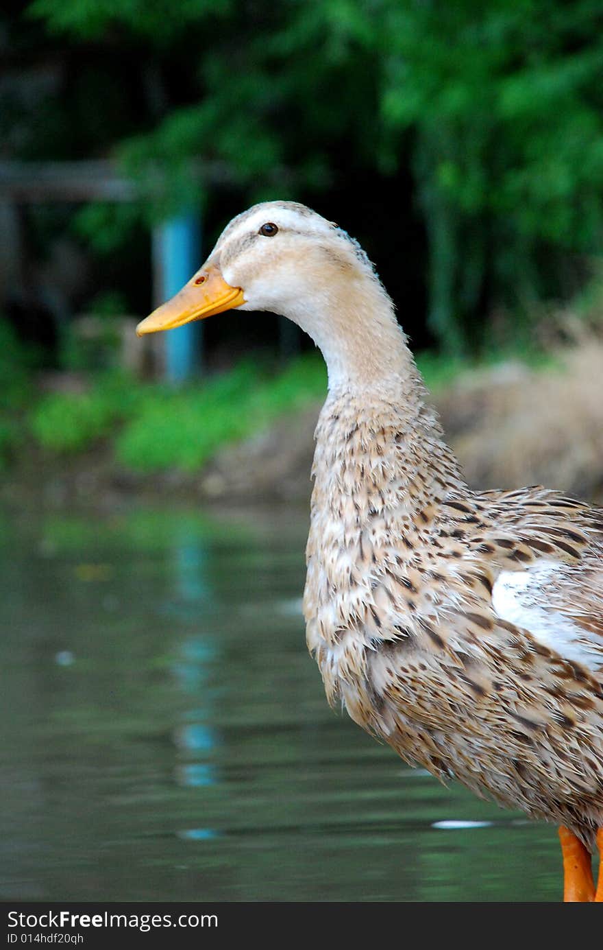 A duck standing near the pond. A duck standing near the pond