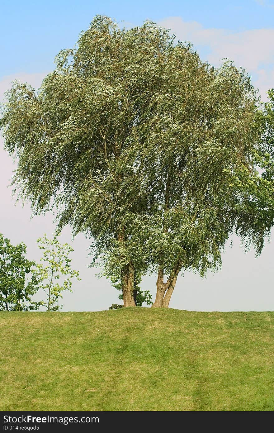 Single tree on a skyline on cloudy-sky background. began autumns.