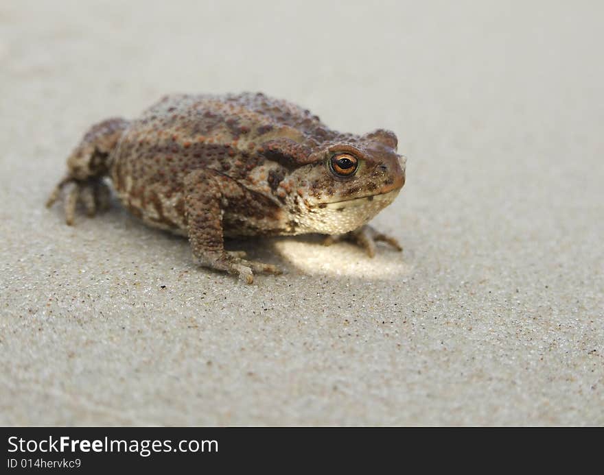 Toad on the beach