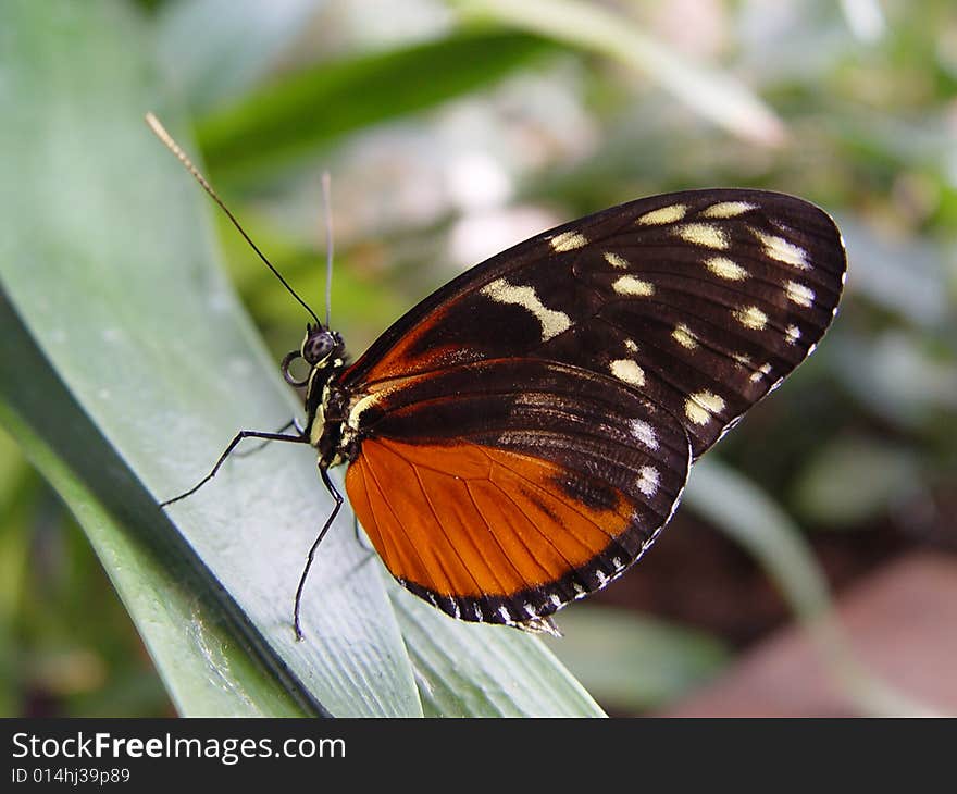 The Tiger Longwing Butterfly (Heliconius hecales) is a Heliconiid butterfly that has a native range from the Peruvian Amazon to Mexico. It is also known as the Hecales Longwing.