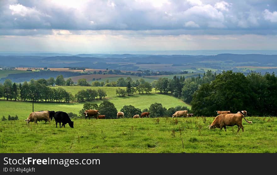 Cows on the meadow