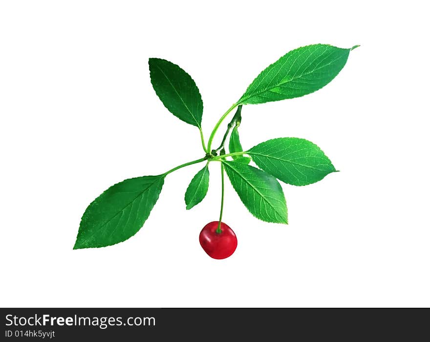 Cherry for a site on a white background. Cherry for a site on a white background