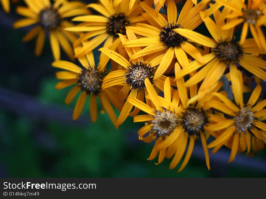 Yellow flowers with dark green background.