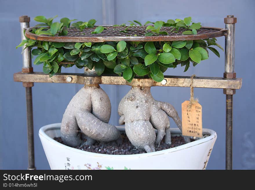 Bonsai in a construction to form trunk while growing