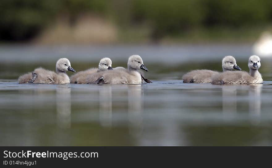 Swan family on a lake. Swan family on a lake