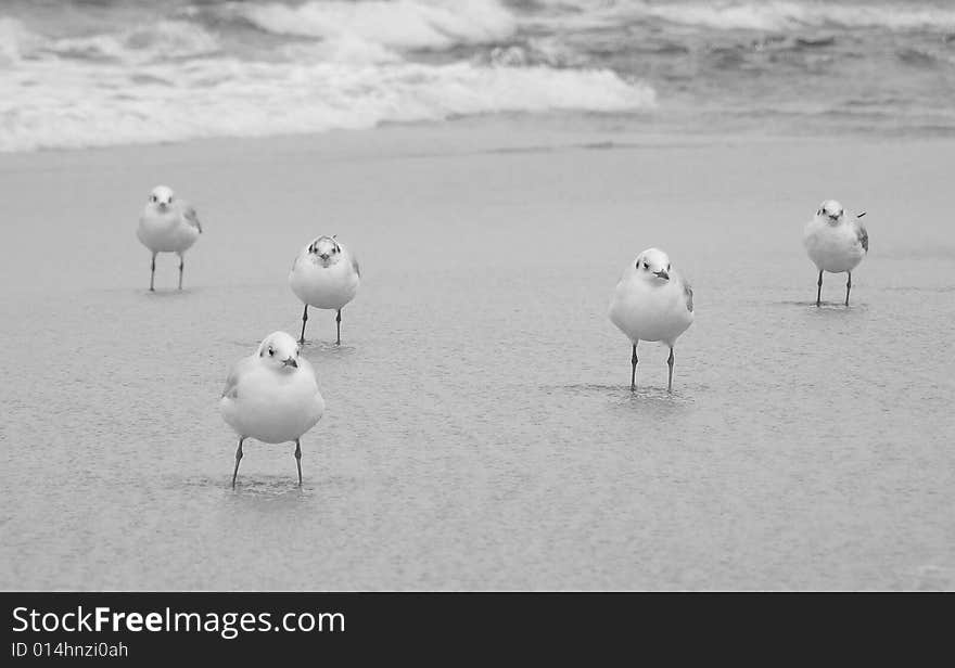 Sea-gull in black and white. Sea-gull in black and white.