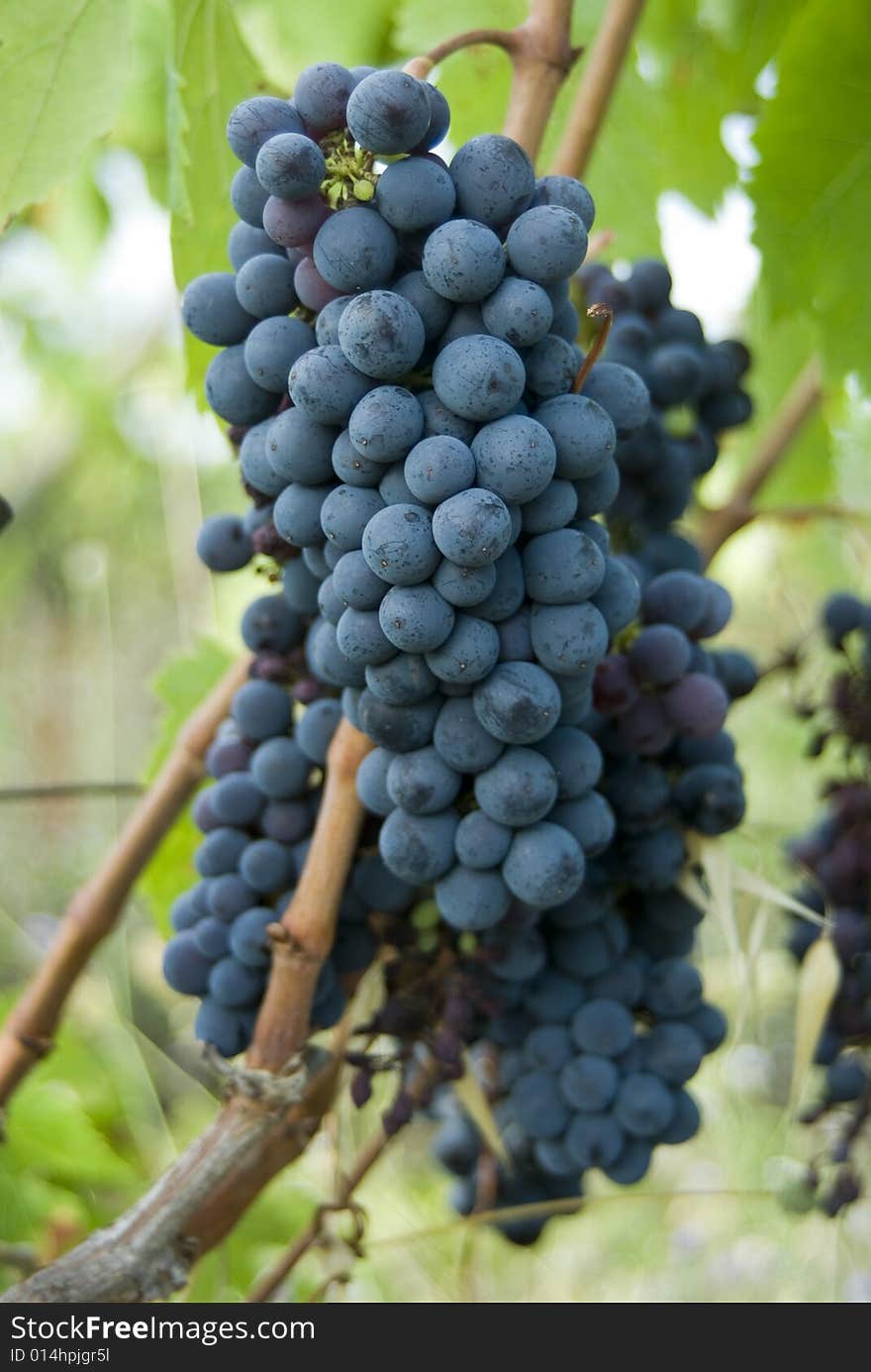 Bunch of red chianti grapes. Bunch of red chianti grapes