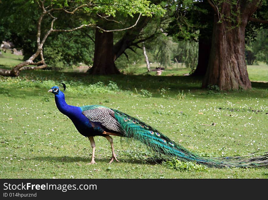 Beautiful peacock walking in the forest. Beautiful peacock walking in the forest