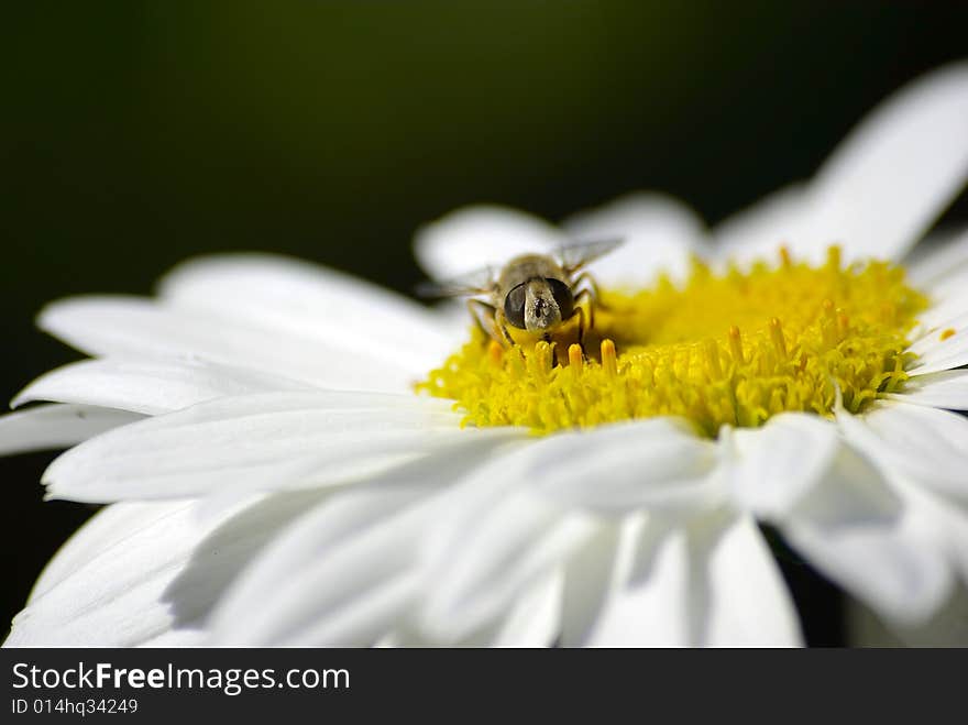 A bee sitting on chamomile. Macro.