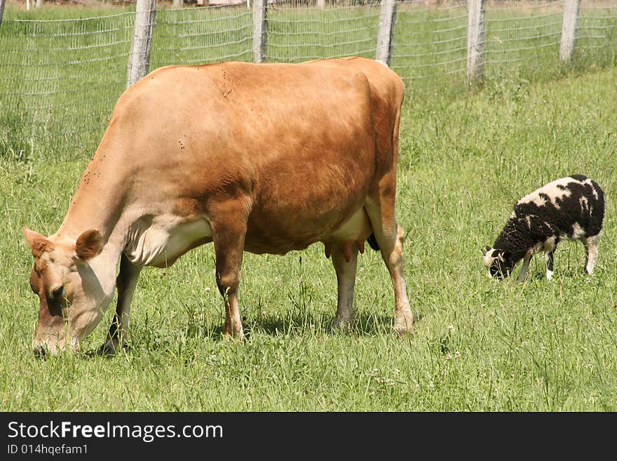 Cow Eating With Sheep