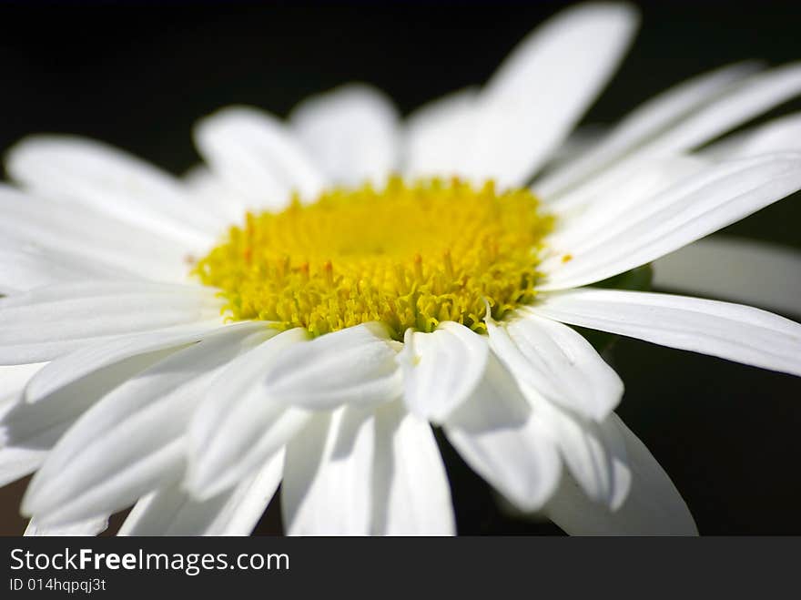 White flower closeup on black background.