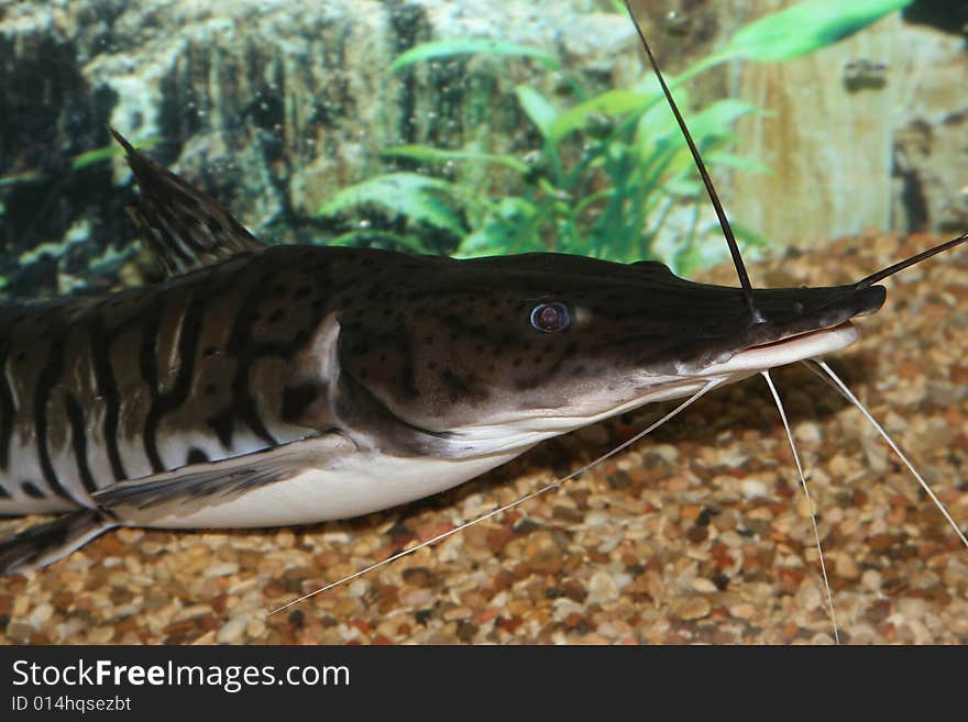 Freshwater Fish