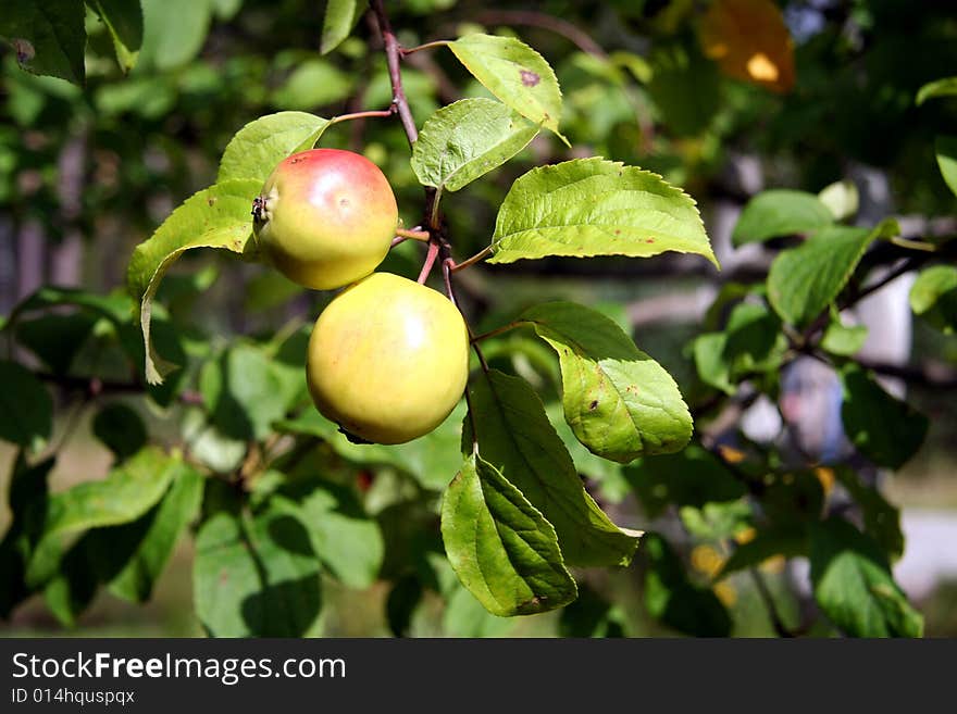 Closeup of pair of apples on the branch