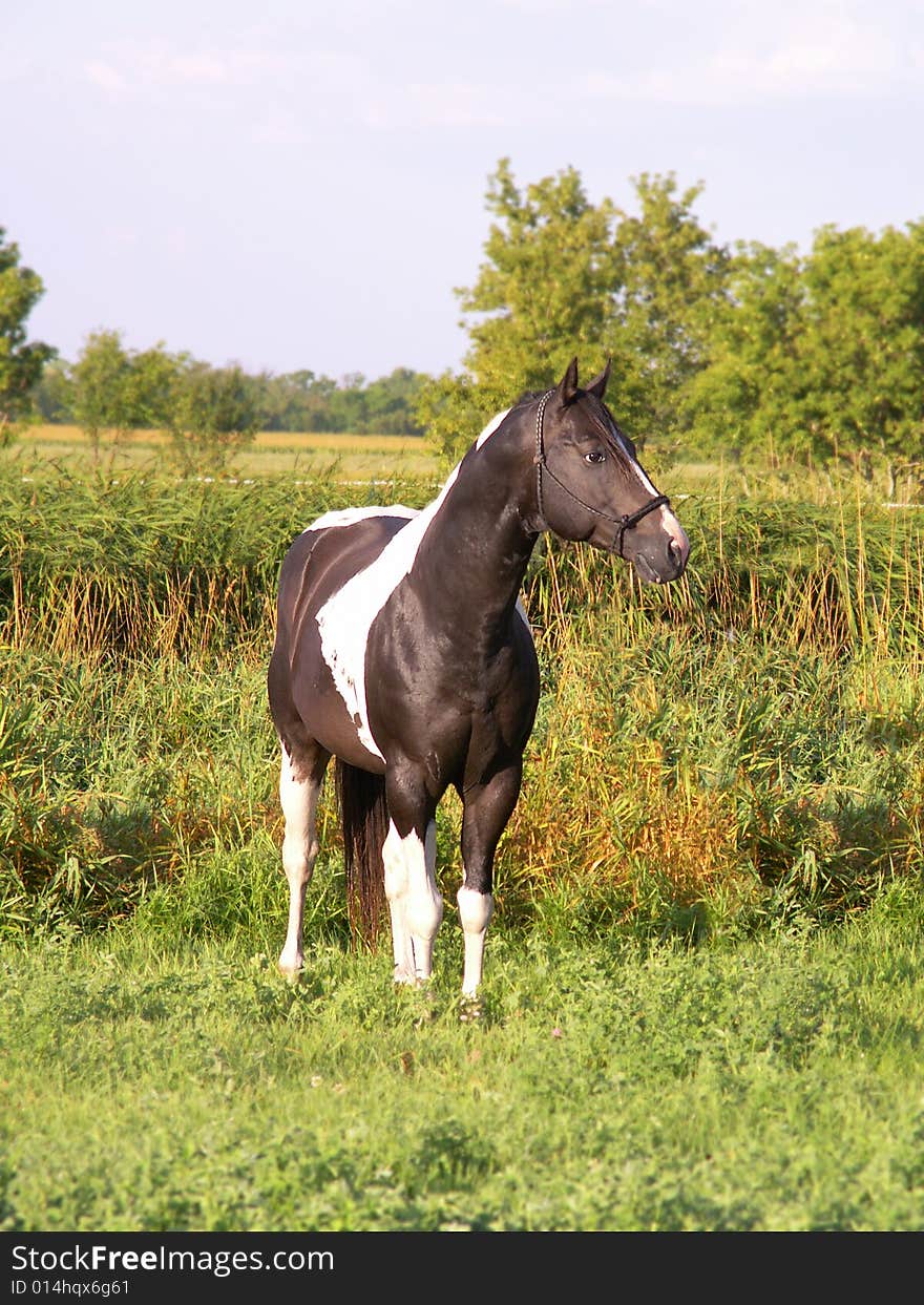 Paint stallion in morning sunshine. Paint stallion in morning sunshine