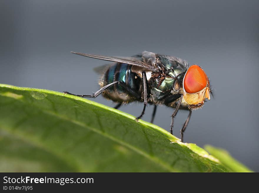 Macro shot of blue fly with orange head on a green leaf. Macro shot of blue fly with orange head on a green leaf