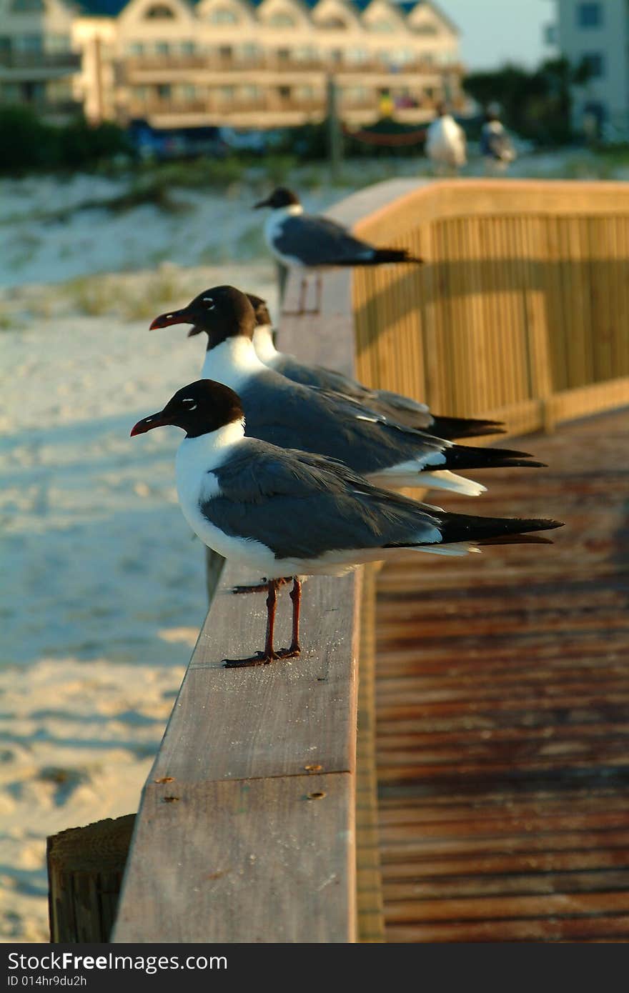 Seagulls gathered on a pier at sunrise. Seagulls gathered on a pier at sunrise