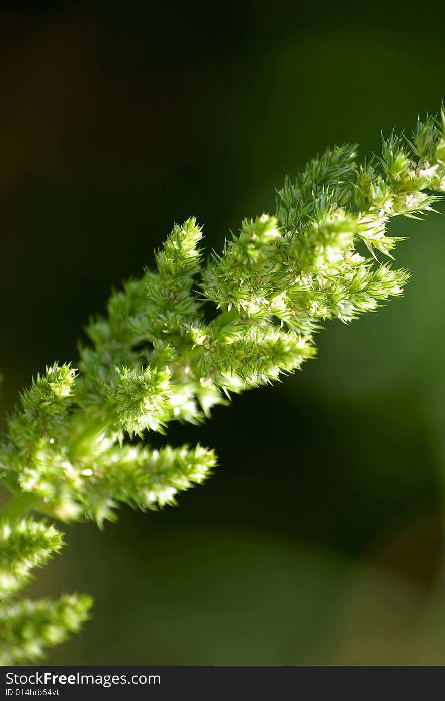 Green plant. Bright color.