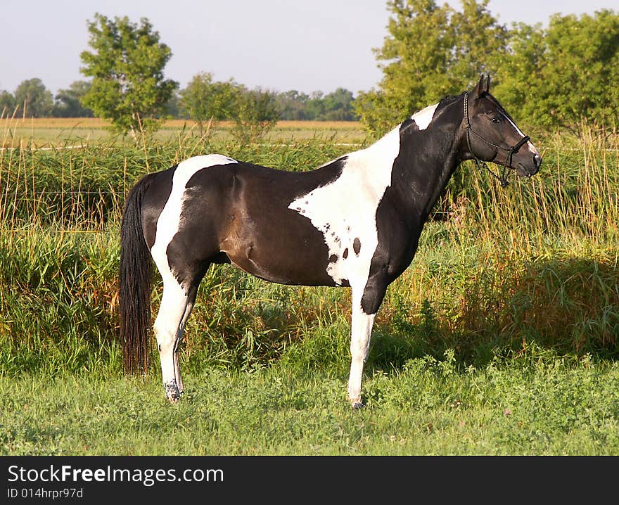 Paint stallion in meadow in morning sun