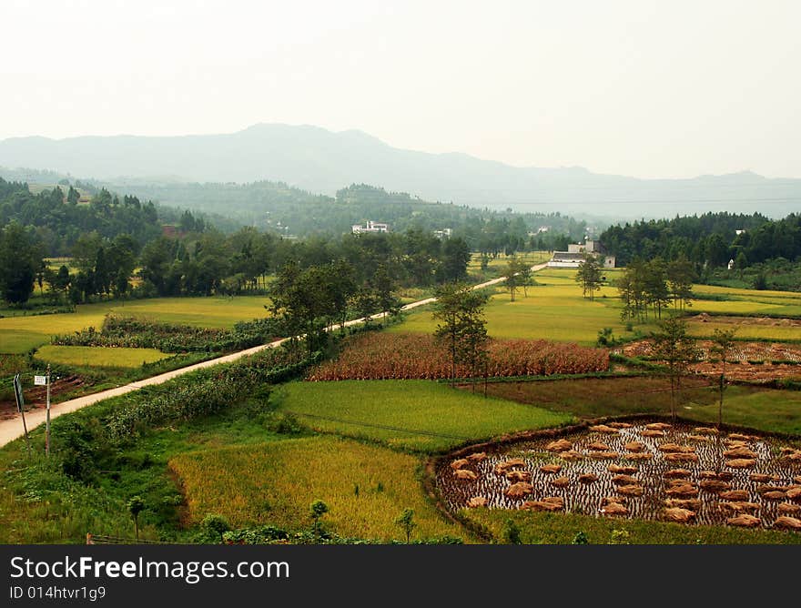 This is the west chinese rurality,autumn.beatifull.And a courty road.