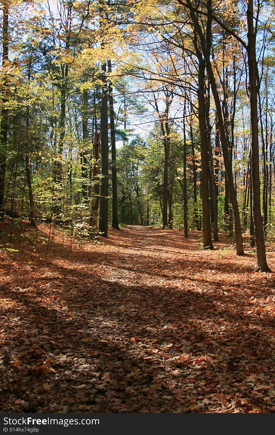 Empty Fall Trail