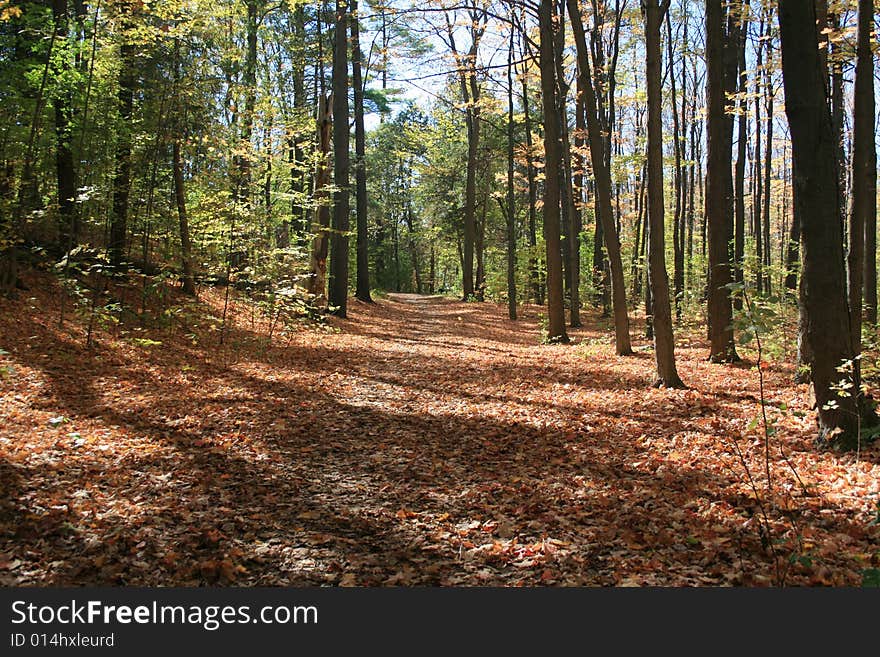 A trail through the woods during autumn. A trail through the woods during autumn