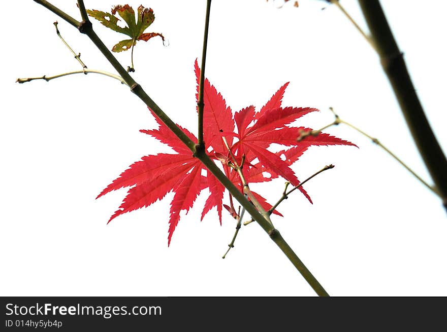 Red Leaf