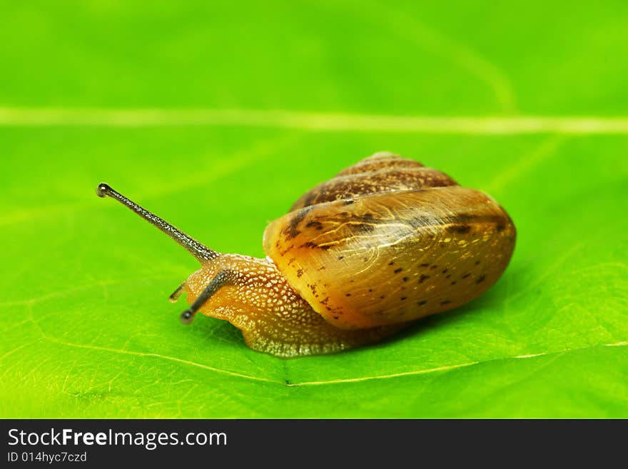 A lipped snail crawling on green leaf.