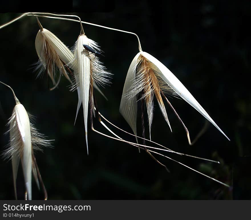 Wild grass