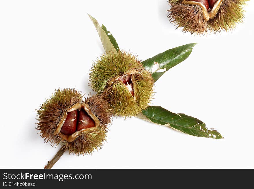 Chestnuts isolated on a white background. Chestnuts isolated on a white background